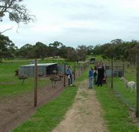 Avenue Emus - Accommodation Cairns