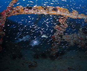 Lady Bowen Dive Site - Accommodation Cairns 1