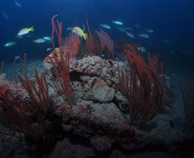 Lady Bowen Dive Site - Accommodation Cairns 3