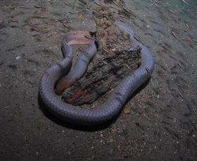 Lady Bowen Dive Site - Accommodation Cairns 2