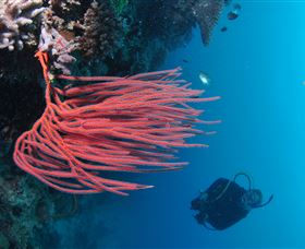 Eddy Reef Dive Site - Accommodation Cairns 0