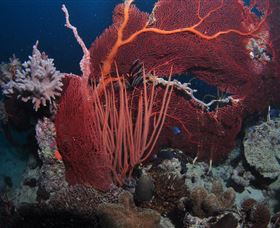 Eddy Reef Dive Site - Accommodation Cairns 2