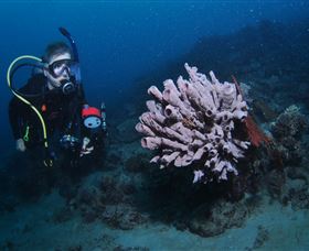 Eddy Reef Dive Site - Accommodation Cairns 1