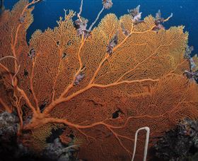 Eddy Reef Dive Site - Accommodation Cairns 3