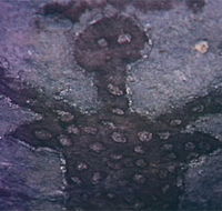 Quinkan Reserves Ancient Rock Art - Accommodation Cairns