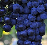 De Bortoli Wines Bilbul - Accommodation Cairns