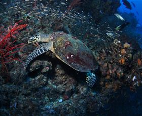 SS Yongala Dive Site - Accommodation Cairns 3