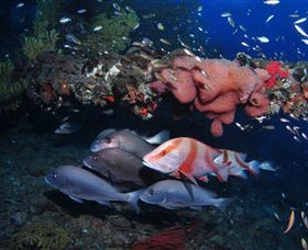SS Yongala Dive Site - Accommodation Cairns 2