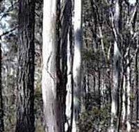 Kooyoora State Park - Accommodation Cairns