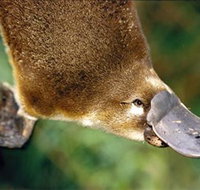 Eungella National Park - Accommodation Cairns