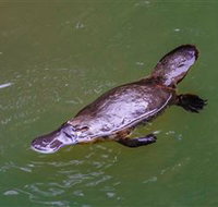 Platypus Viewing at Broken River - Accommodation Cairns