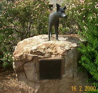 Dingo Statue - Accommodation Cairns