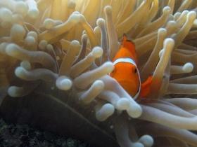 The Hangover Dive Site - Accommodation Cairns 0