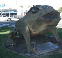 Big Cane Toad - Accommodation Cairns