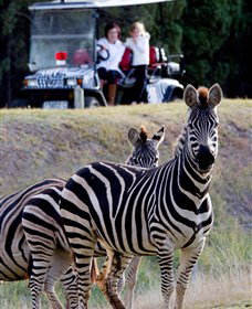 Taronga Western Plains Zoo, Dubbo - Accommodation Cairns 1