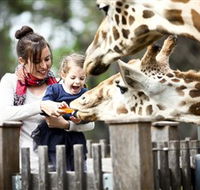Taronga Western Plains Zoo Dubbo - Accommodation Cairns