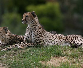 Taronga Western Plains Zoo, Dubbo - Accommodation Cairns 6