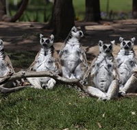 Savannah Visitor Plaza Taronga Western Plains Zoo Dubbo - Accommodation Cairns