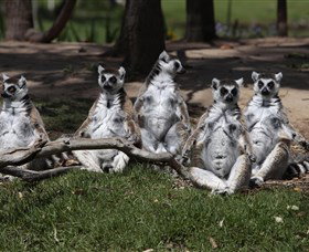 Savannah Visitor Plaza, Taronga Western Plains Zoo Dubbo - Accommodation Cairns 0