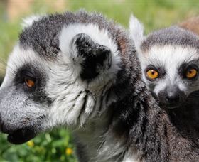 Savannah Visitor Plaza, Taronga Western Plains Zoo Dubbo - Accommodation Cairns 1