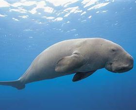 Dugong Sanctuary - Clairview - Accommodation Cairns 1
