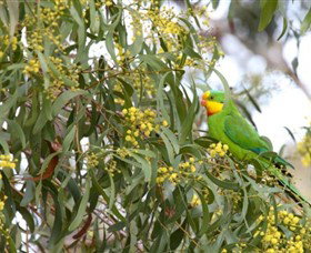 Savernake Day Tours - Accommodation Cairns 2