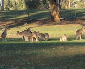 Savernake Day Tours - Accommodation Cairns 4