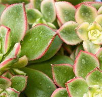 Billabong Garden Complex  Cafe - Accommodation Cairns