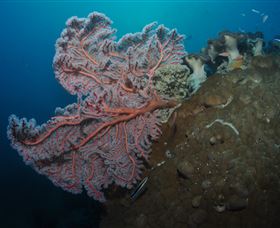 Luncheon Bay Dive Site - Accommodation Cairns 0