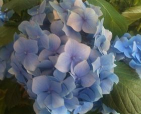 Abandon Stress Mobile Massage - Accommodation Cairns 3