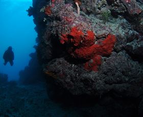 Stepping Stones Dive Site - Accommodation Cairns 0