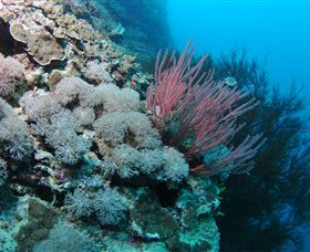 Stepping Stones Dive Site - Accommodation Cairns 1