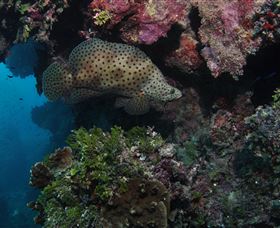 Stepping Stones Dive Site - Accommodation Cairns 2
