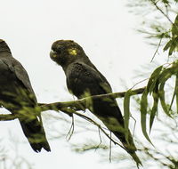 Conimbla National Park - Accommodation Cairns
