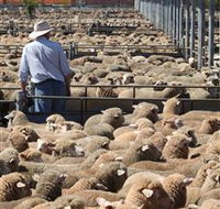 Livestock Marketing Centre - Accommodation Cairns