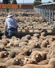 Livestock Marketing Centre - Accommodation Cairns 0