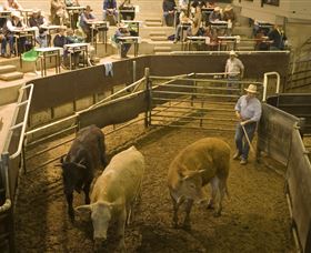 Livestock Marketing Centre - Accommodation Cairns 1