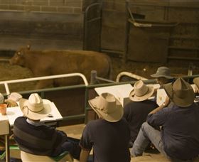 Livestock Marketing Centre - Accommodation Cairns 2
