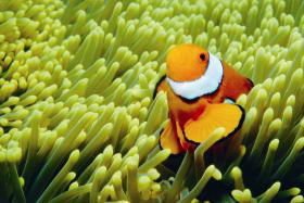 Hardy Reef - Accommodation Cairns 3