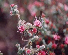 Burrendong Botanic Garden And Arboretum - Accommodation Cairns 1