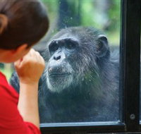 The Rockhampton Zoo - Accommodation Cairns
