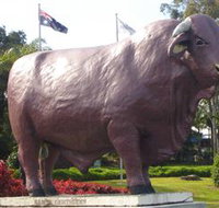 Rockhampton Bull Statues - Accommodation Cairns