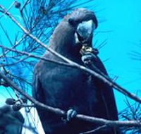 Mount Archer National Park - Accommodation Cairns