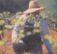 Canobolas Smith Winery - Accommodation Cairns