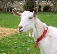 Dunkell Goats - Accommodation Cairns