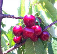 Ballinaclash Orchard and Cellar Door - Accommodation Cairns