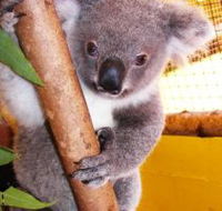 Cooberrie Park Wildlife Sanctuary - Accommodation Cairns