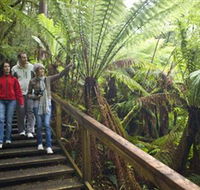Otway Fly Treetop Adventures - Accommodation Cairns