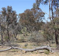 Remembrance Nature Park - Accommodation Cairns