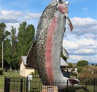 Big Trout - Accommodation Cairns
